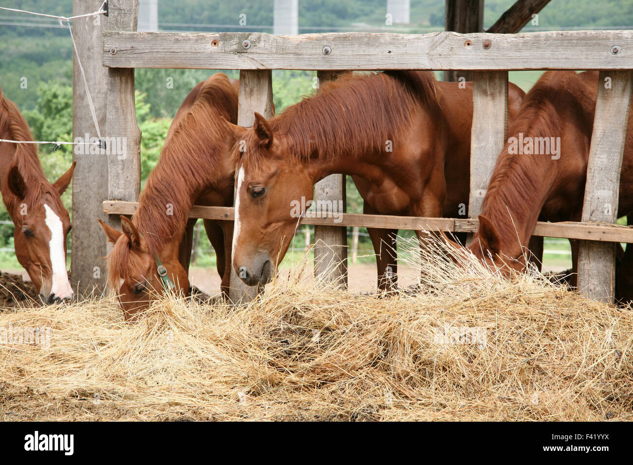 Horses eating haylage hi-res stock photography and images - Alamy