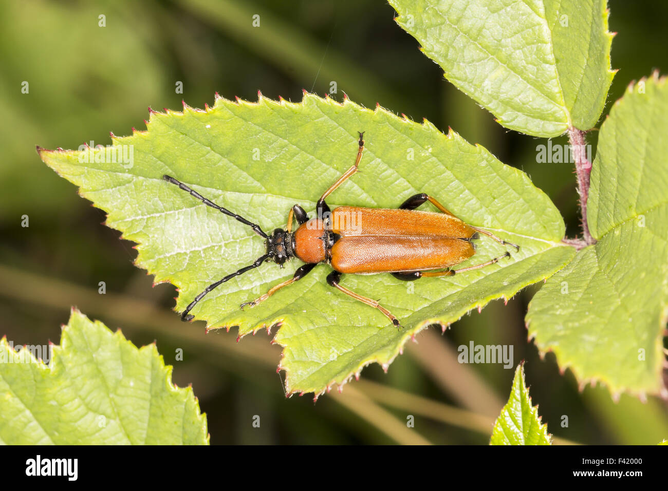Leptura rubra, Longhorn beetle, Germany Stock Photo