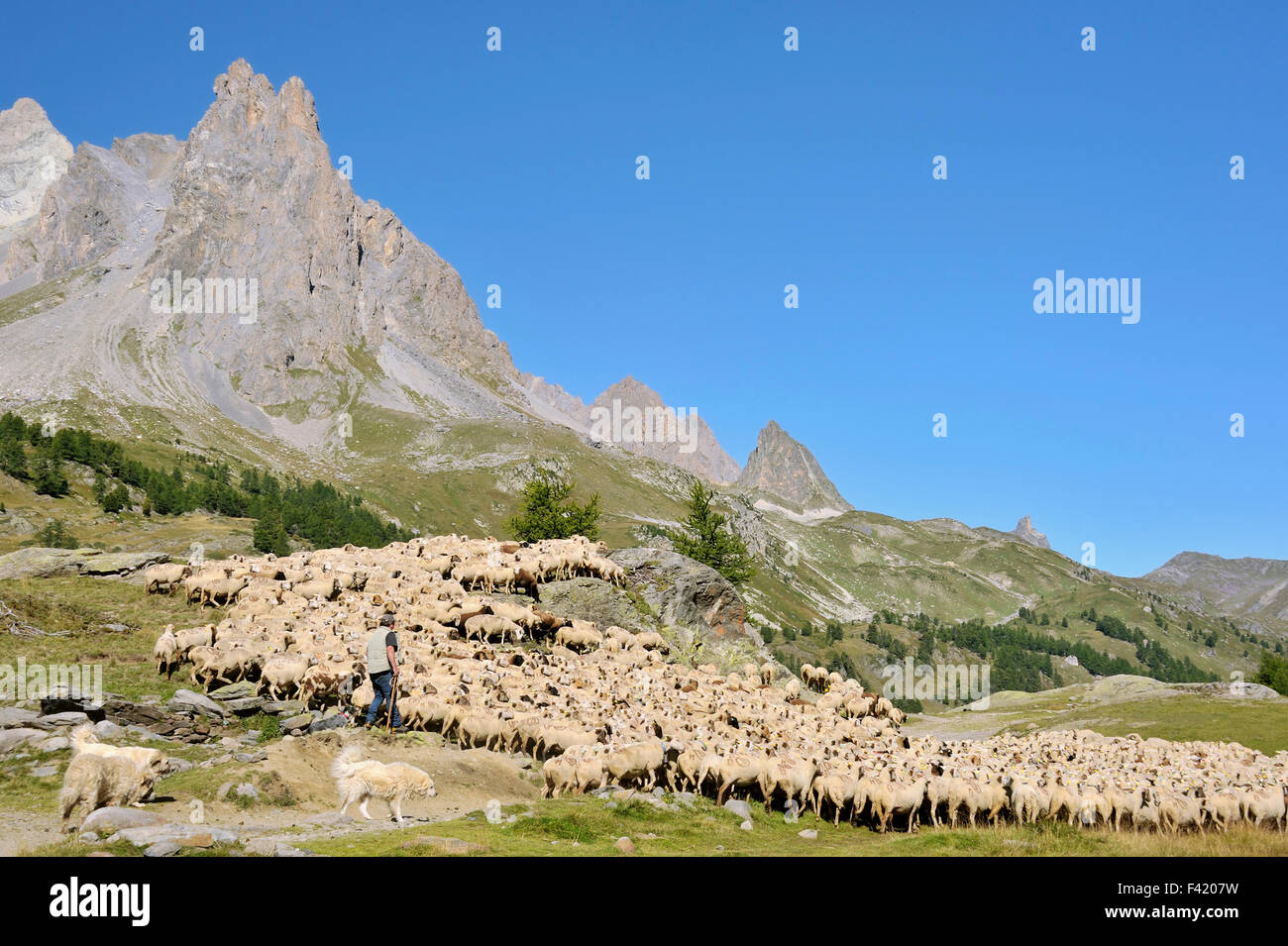 Big flock of sheep and its sheepherder in the mountains Vallée de la Clarée; region Brianconnais,  French Alps, France Stock Photo