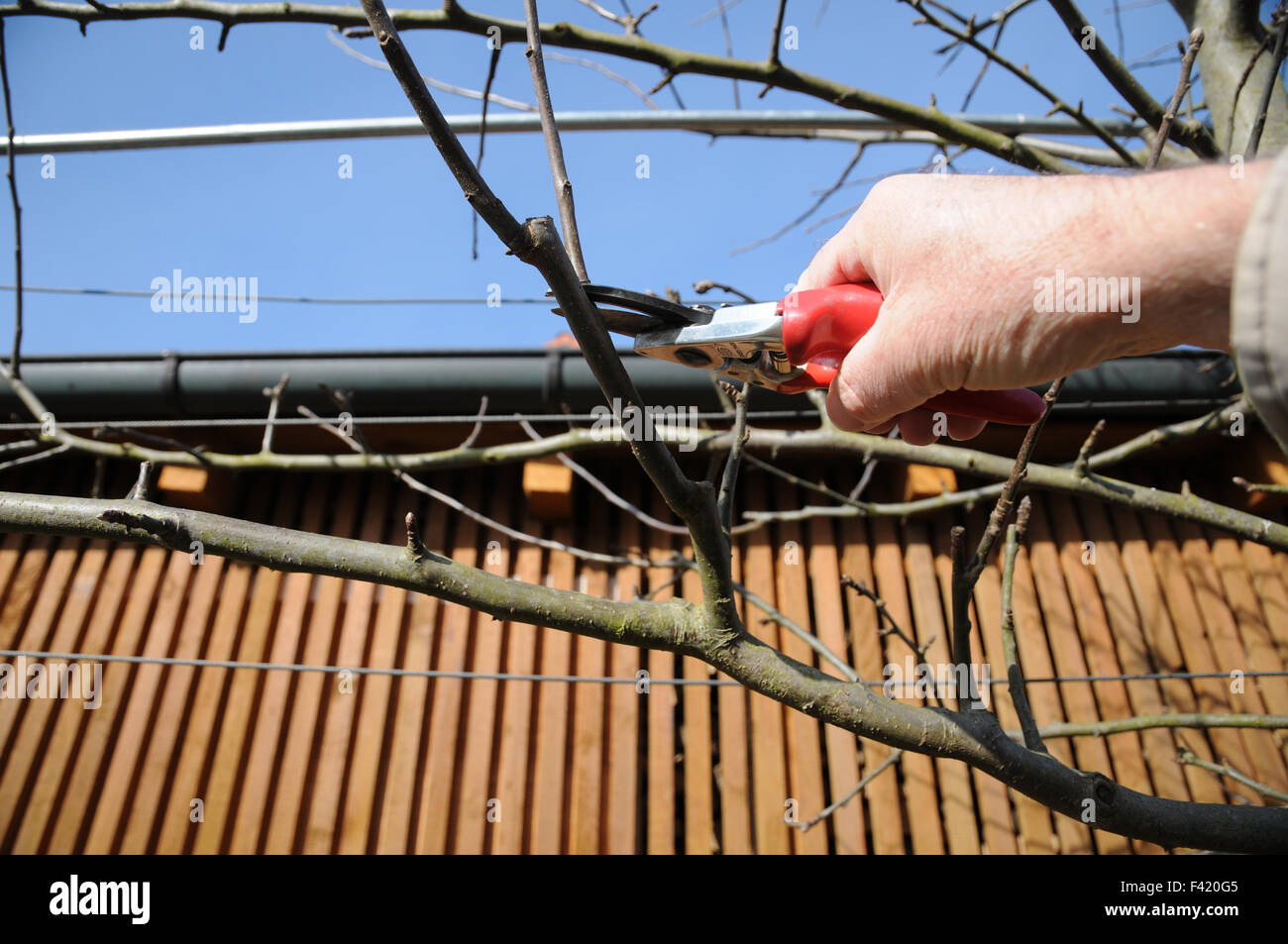 Apple tree espalier pruning Stock Photo Alamy