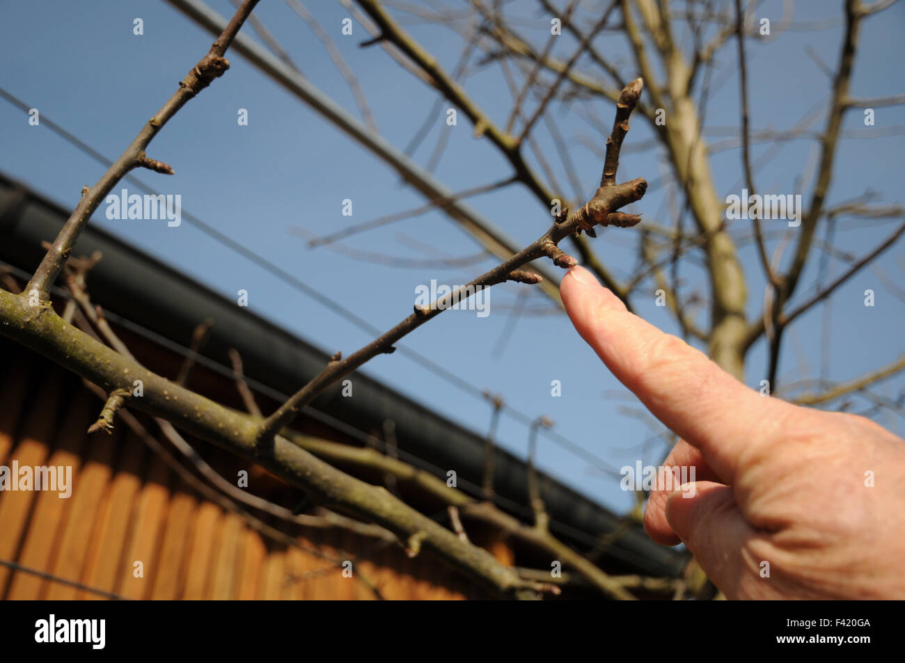 Apple tree espalier pruning Stock Photo Alamy