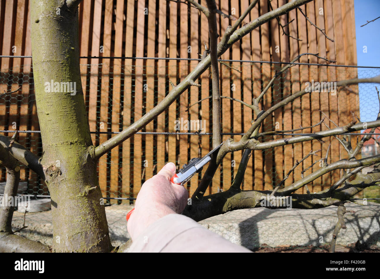 Pruning Espalier Apple Tree High Resolution Stock Photography and