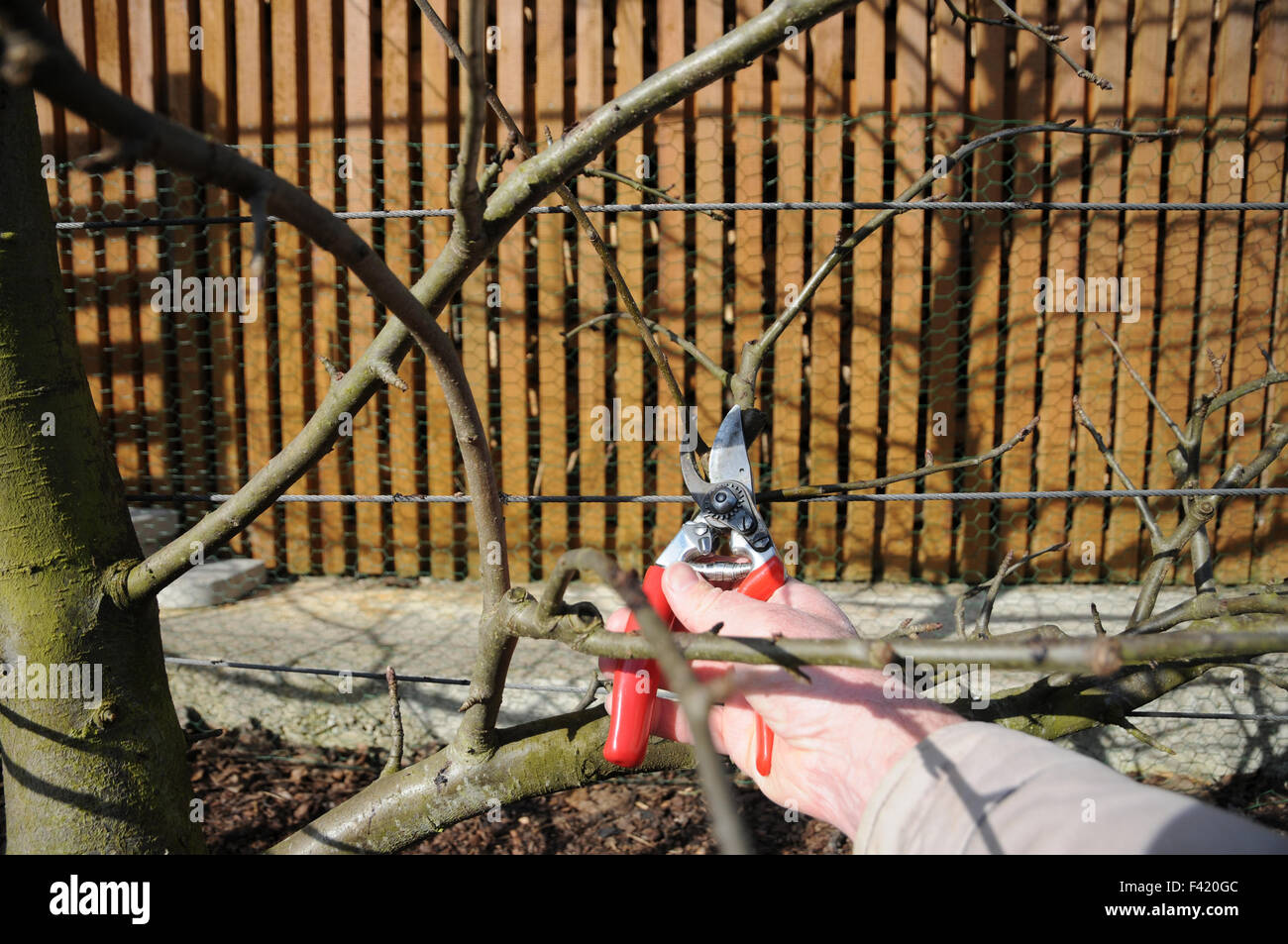 Apple tree espalier pruning Stock Photo Alamy
