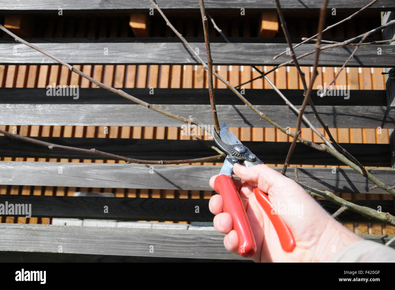 Pruning espalier apple tree hires stock photography and images Alamy