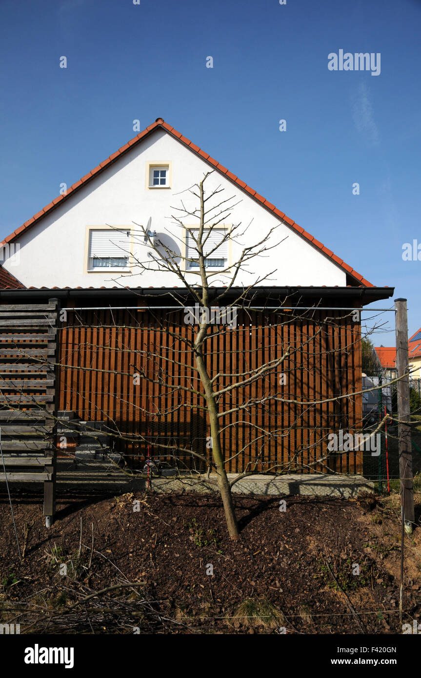 Apple tree espalier pruning Stock Photo Alamy