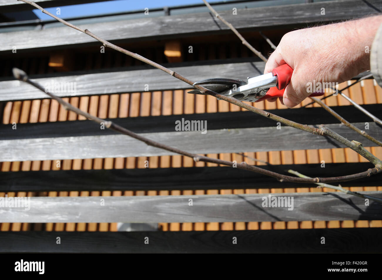 Apple tree espalier pruning Stock Photo Alamy