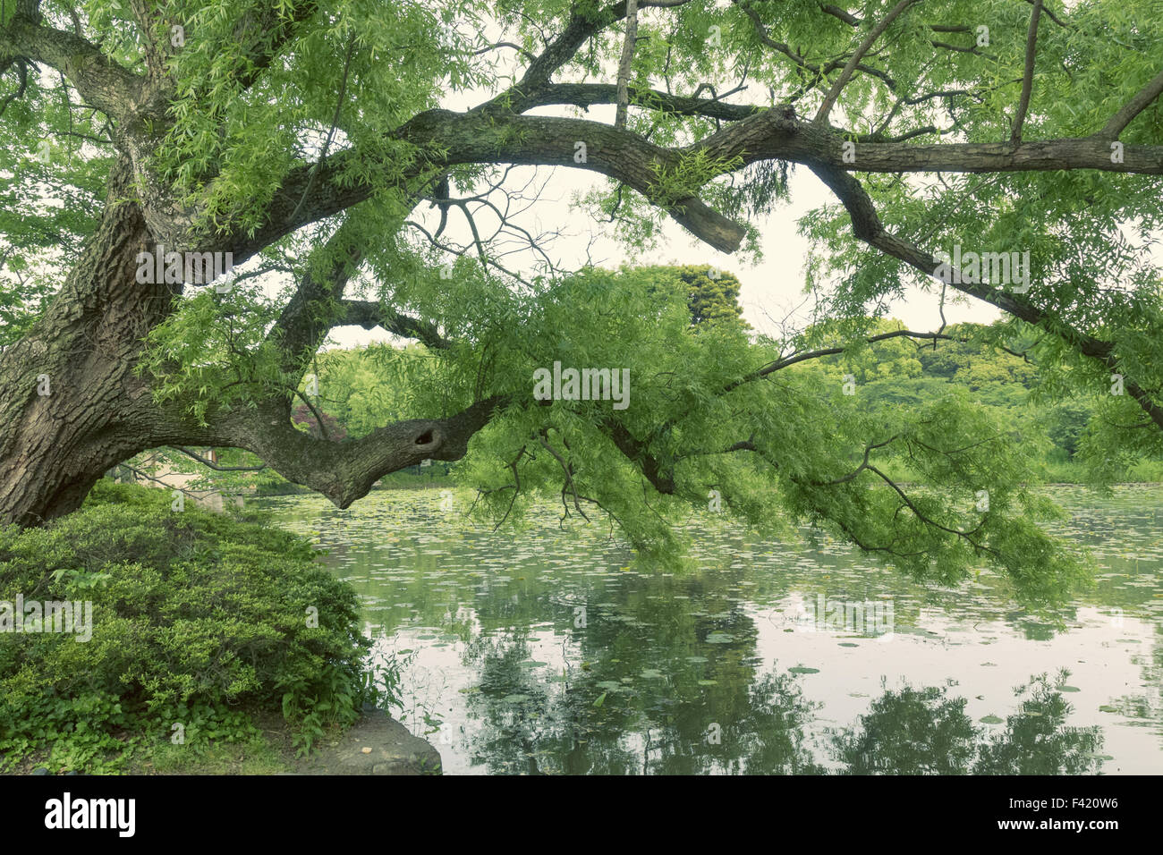 Big Willow Tree High Resolution Stock Photography and Images - Alamy