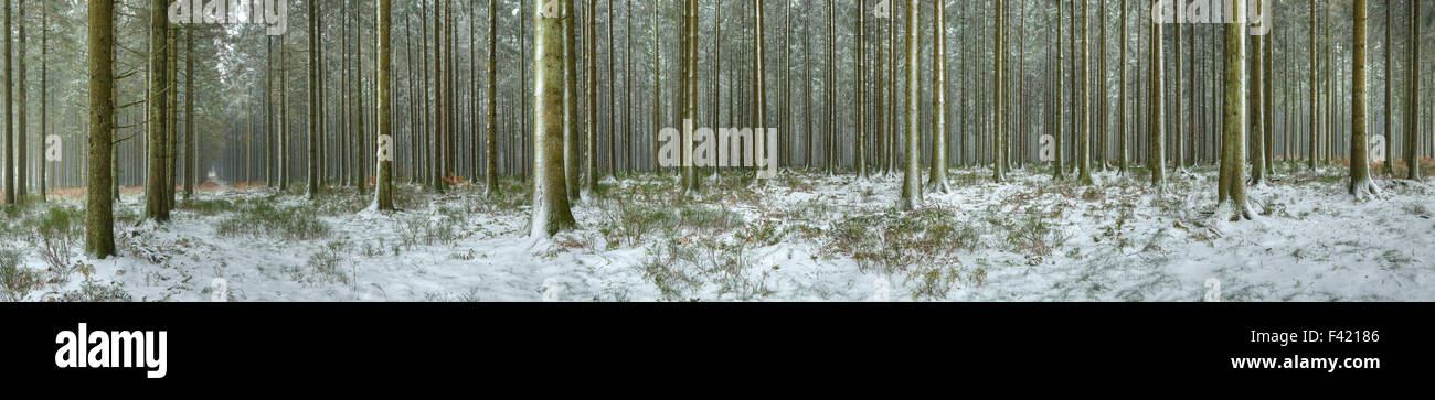 Winter panorama of forest landscape in the Belgian Ardennes Stock Photo