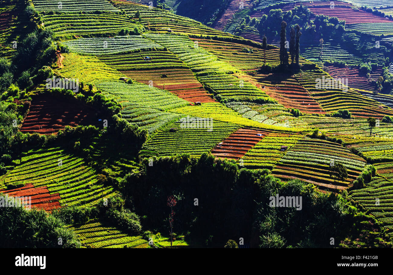 Field in Java Stock Photo Alamy