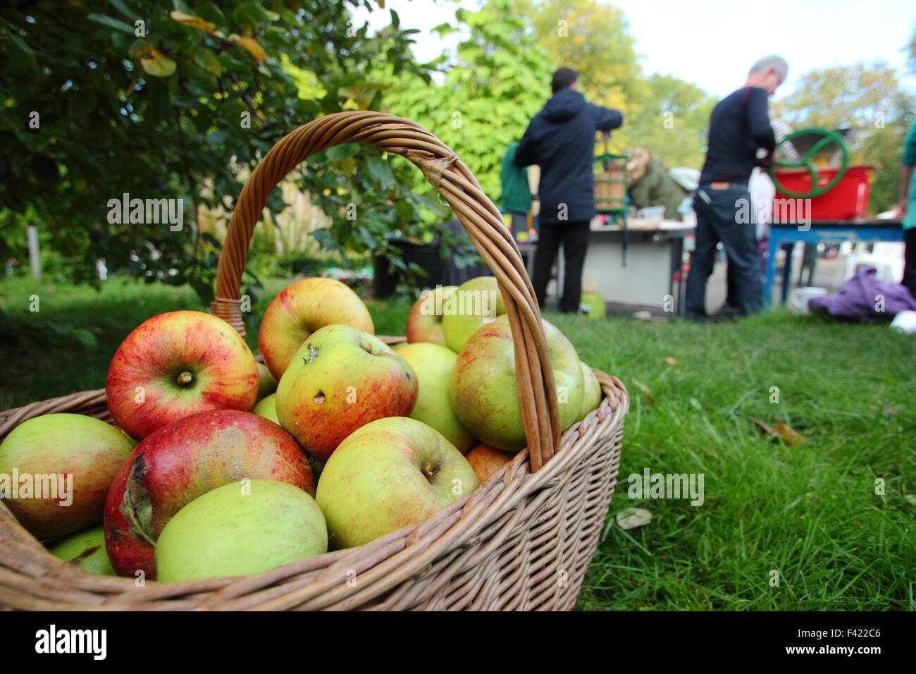 Freshly picked English apples gathered for pressing  (pictured) at a community Apple Day event in Sheffield South Yorkshire UK Stock Photo