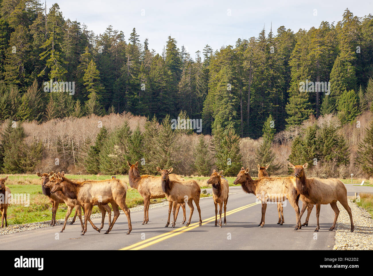 Elk in California Stock Photo