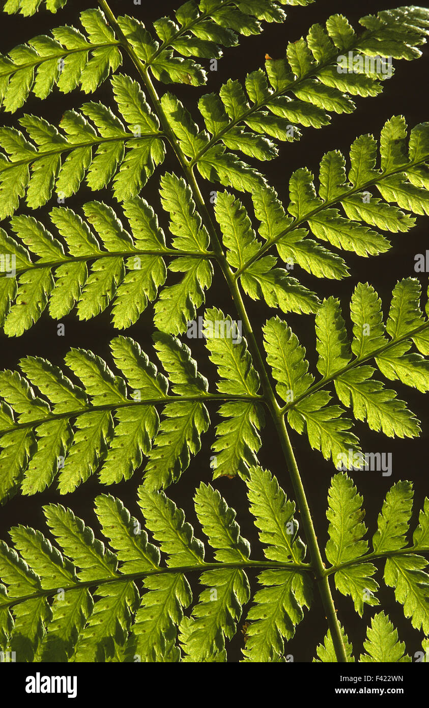 fern; forest plant; Stock Photo