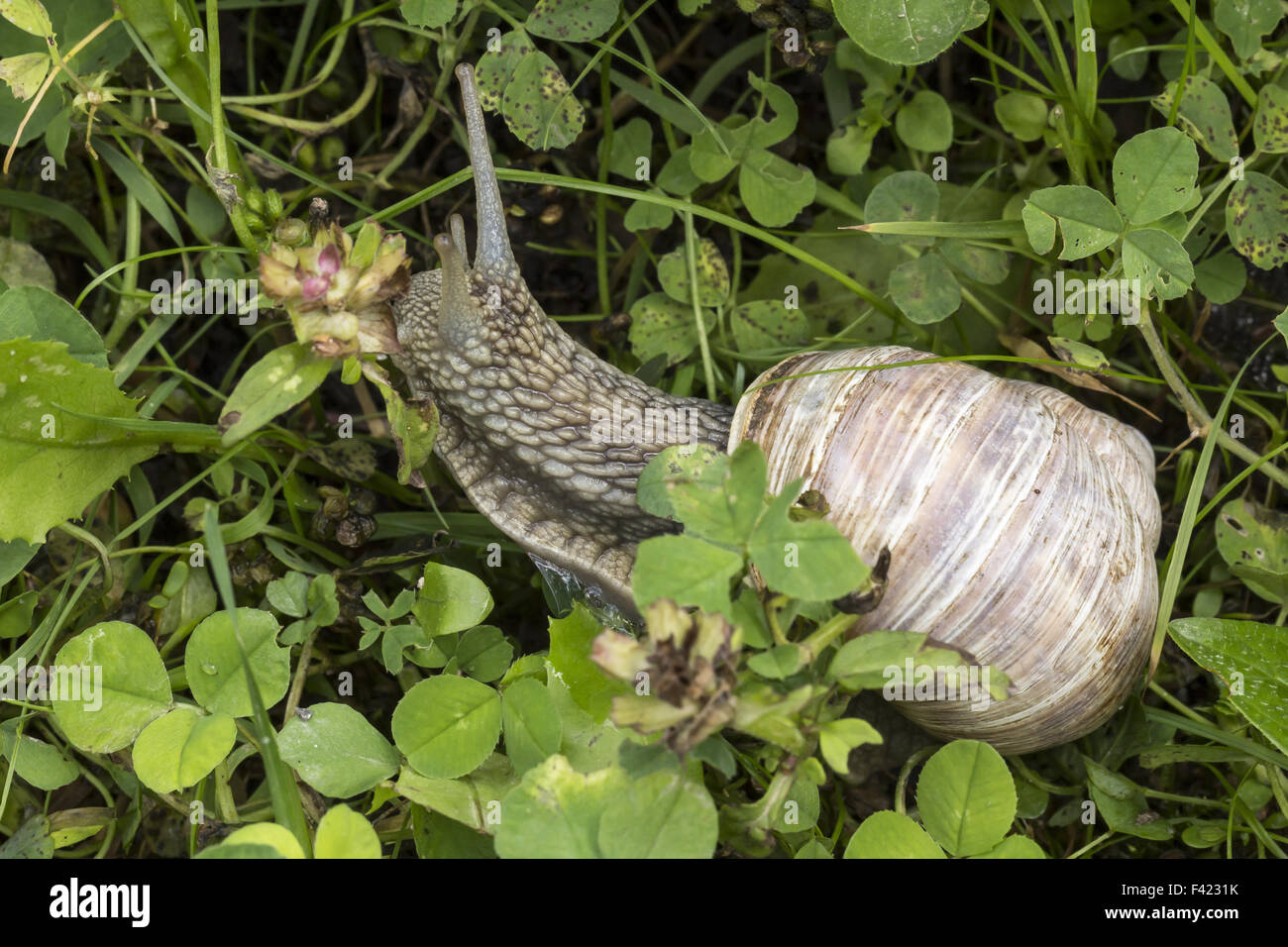 Weinbergschnecke Helix Pomatia Schnecke High Resolution Stock Photography  and Images - Alamy