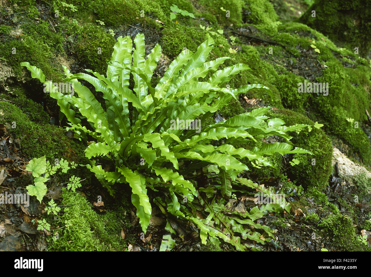 fern; forest plant; Stock Photo