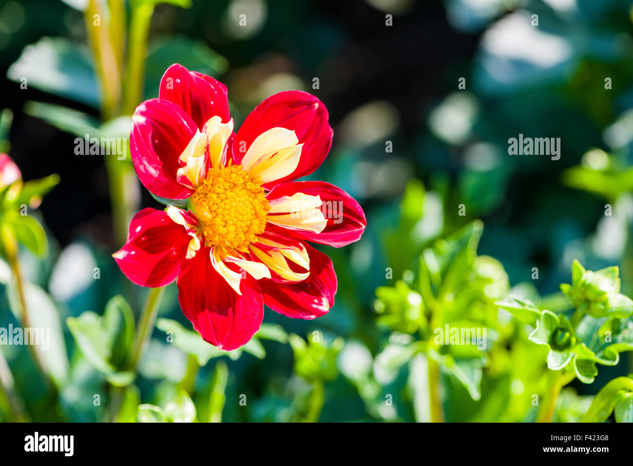 The flower in blossom of a dahlia named Raisa Stock Photo
