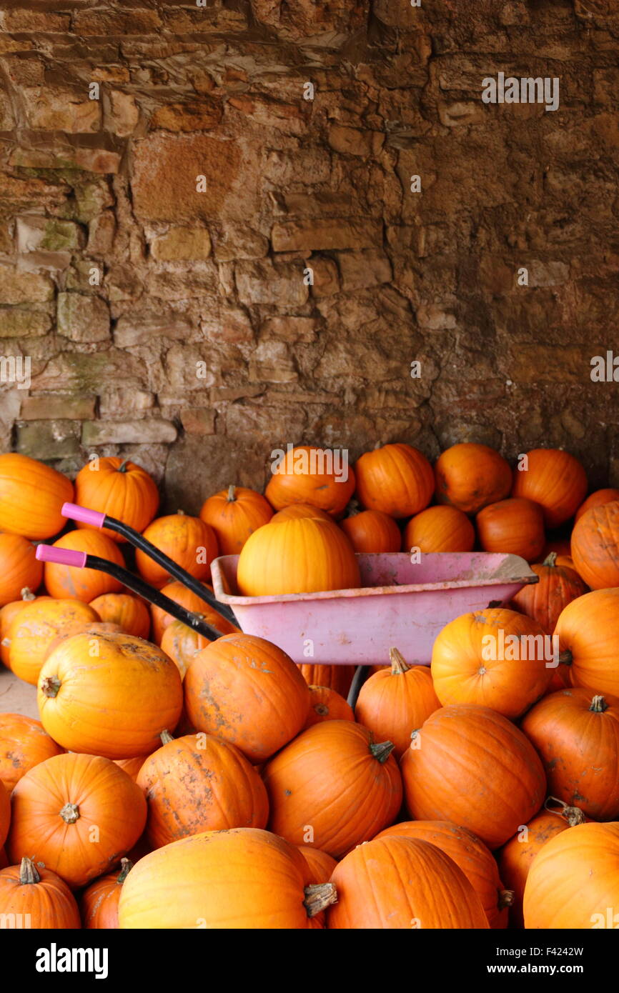 Freshly harvested pumpkins stored in an English farm barn in readiness Halloween sales and celebrations, UK October Stock Photo
