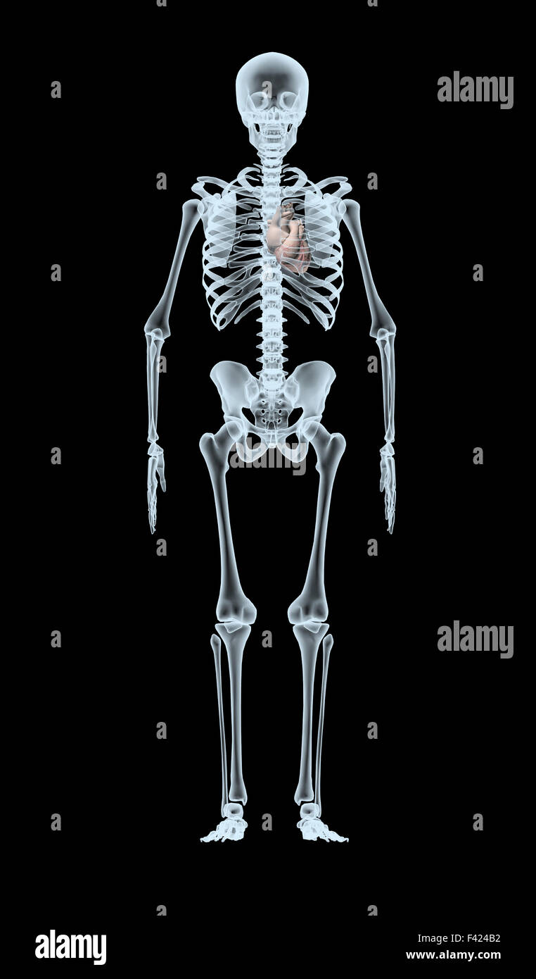 skeleton X-Ray displaying heart. isolated 3d illustration on a black background Stock Photo