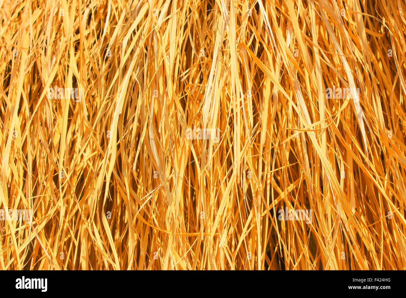 Yellow dry grass background Stock Photo