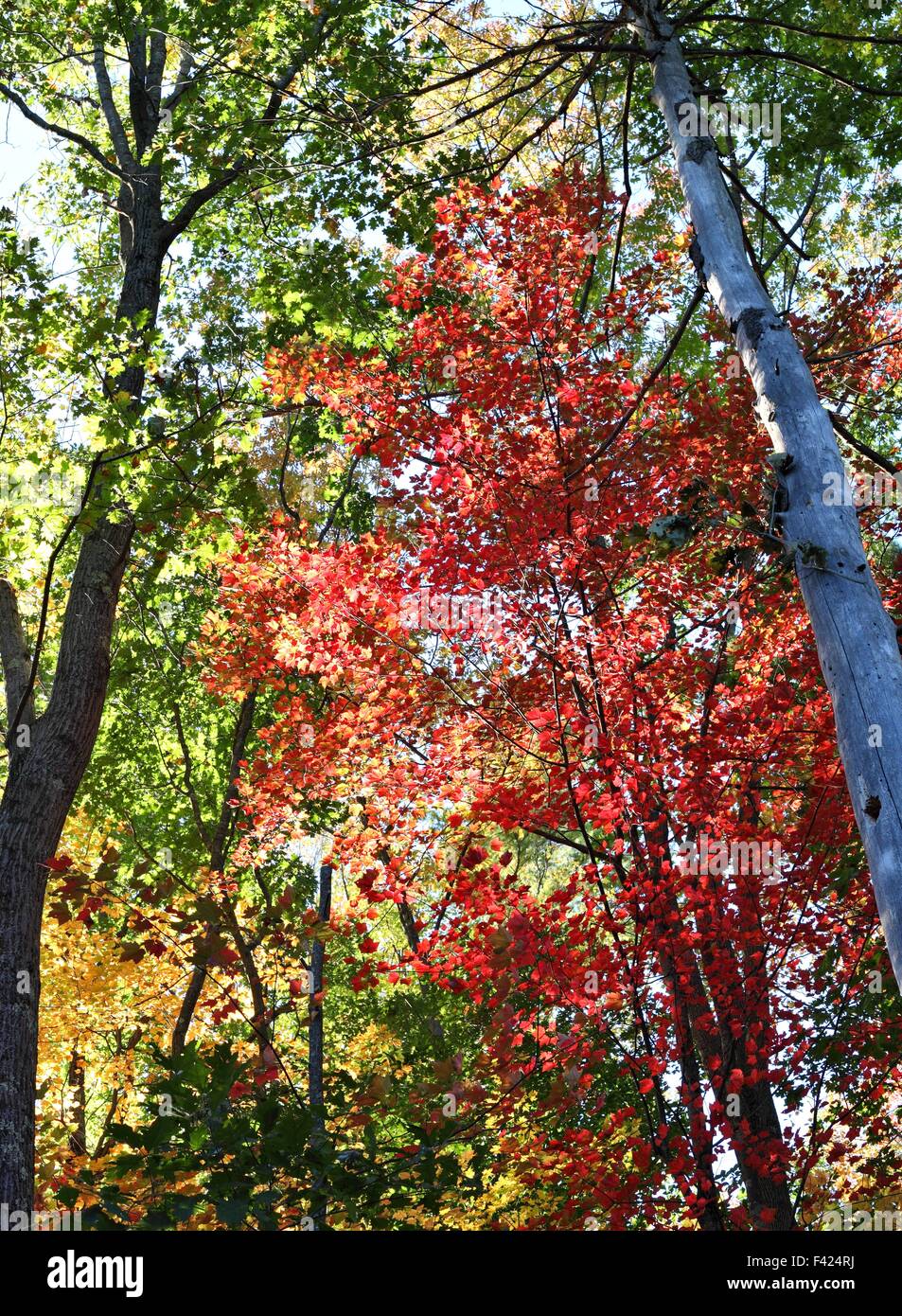 New england fall colors trees hi-res stock photography and images - Alamy