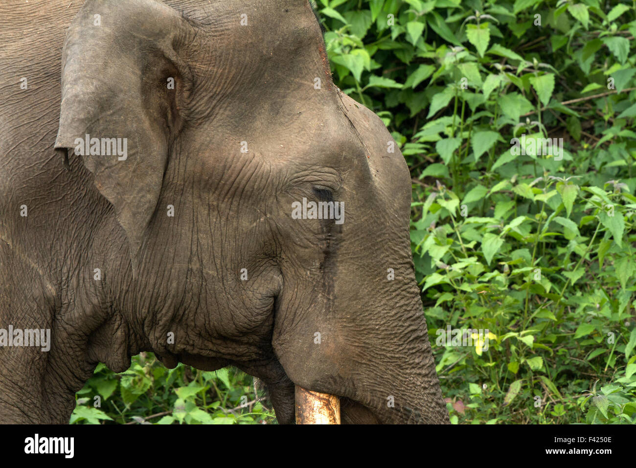 The Indian elephant (Elephas maximus indicus) is one of three recognized subspecies of the Asian elephant and native to mainland Stock Photo