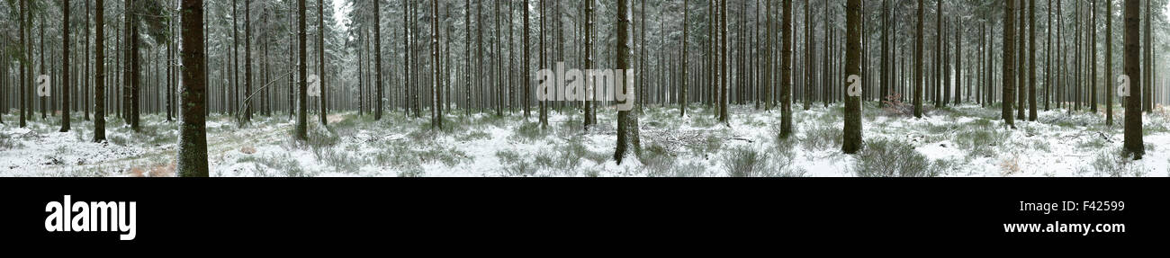 Winter panorama of forest landscape in the Belgian Ardennes Stock Photo