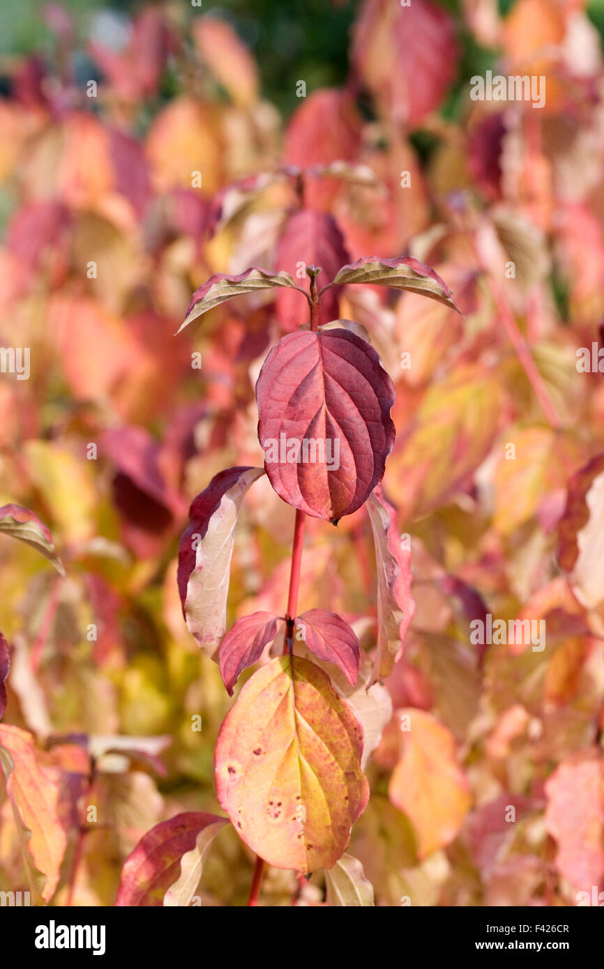 Cornus sanguinea 'Anny's Winter Orange'. Common dogwood leaves in Autumn. Stock Photo