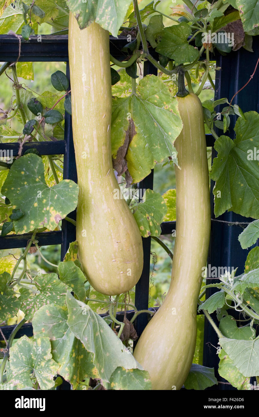 Mature Tromboncino squash in the vegetable garden. Stock Photo