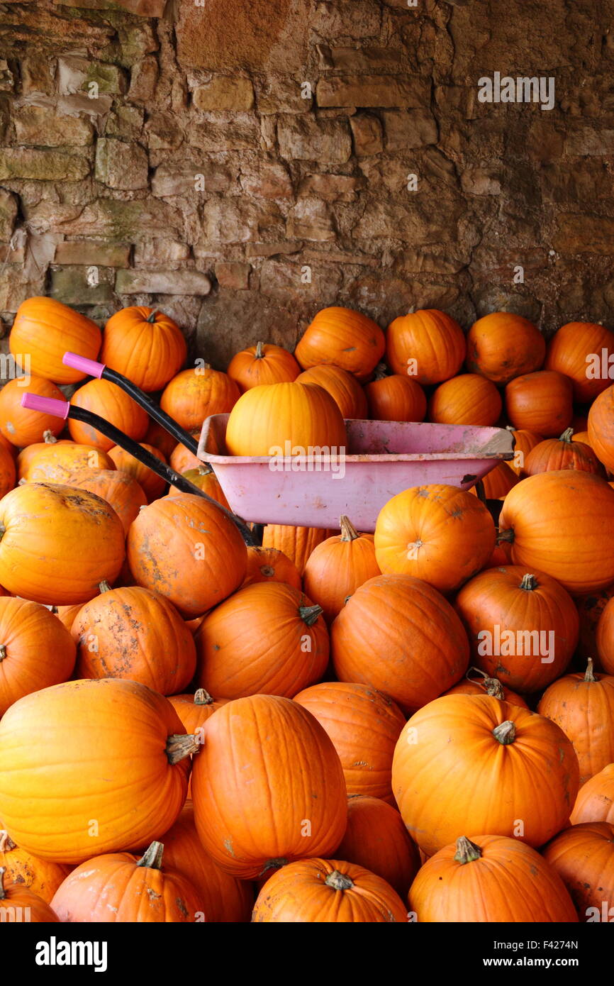 Freshly harvested pumpkins stored in an English farm barn in readiness Halloween sales and celebrations, UK October Stock Photo