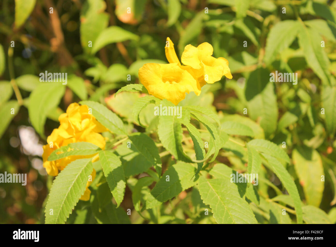 Collection of vibrant flowers hi-res stock photography and images - Alamy