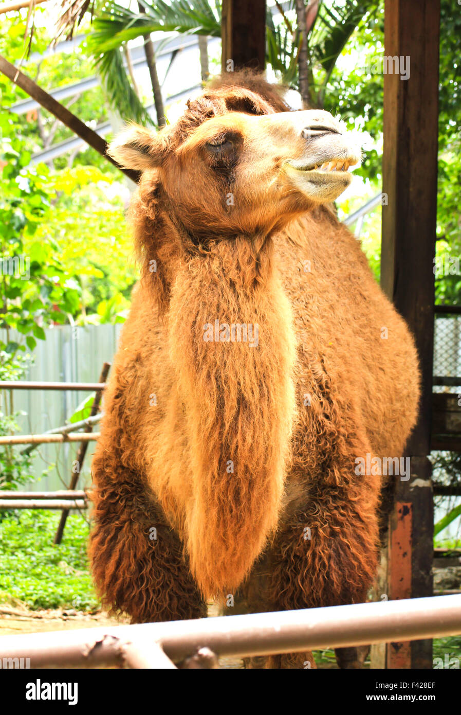 camel in zoo Stock Photo
