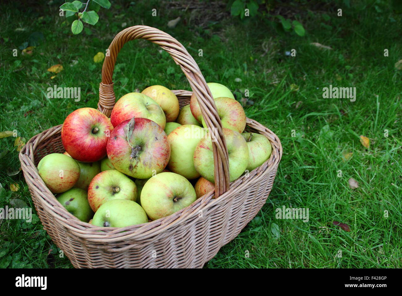 A basket of freshly picked, locally grown English apples at an Apple Day festival in Sheffield, England UK - October Stock Photo