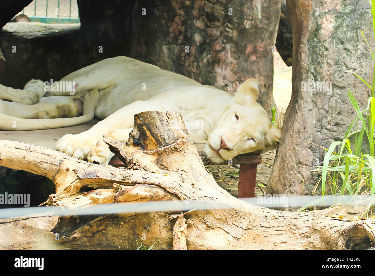 White african female lion resting in zoo Stock Photo