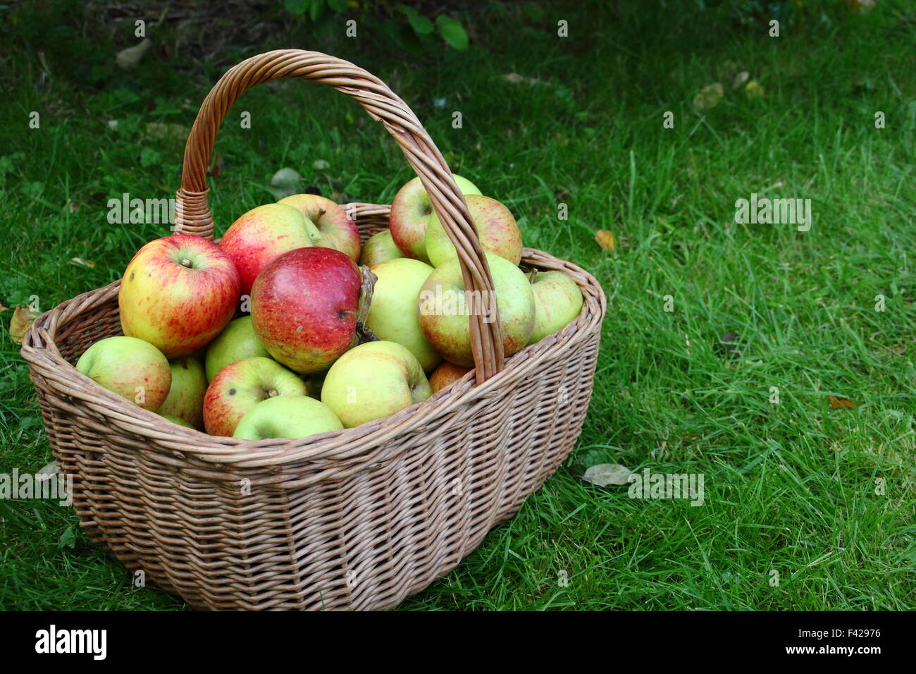 A basket of freshly picked, locally grown English apples at an Apple Day festival in Sheffield, England UK - October Stock Photo