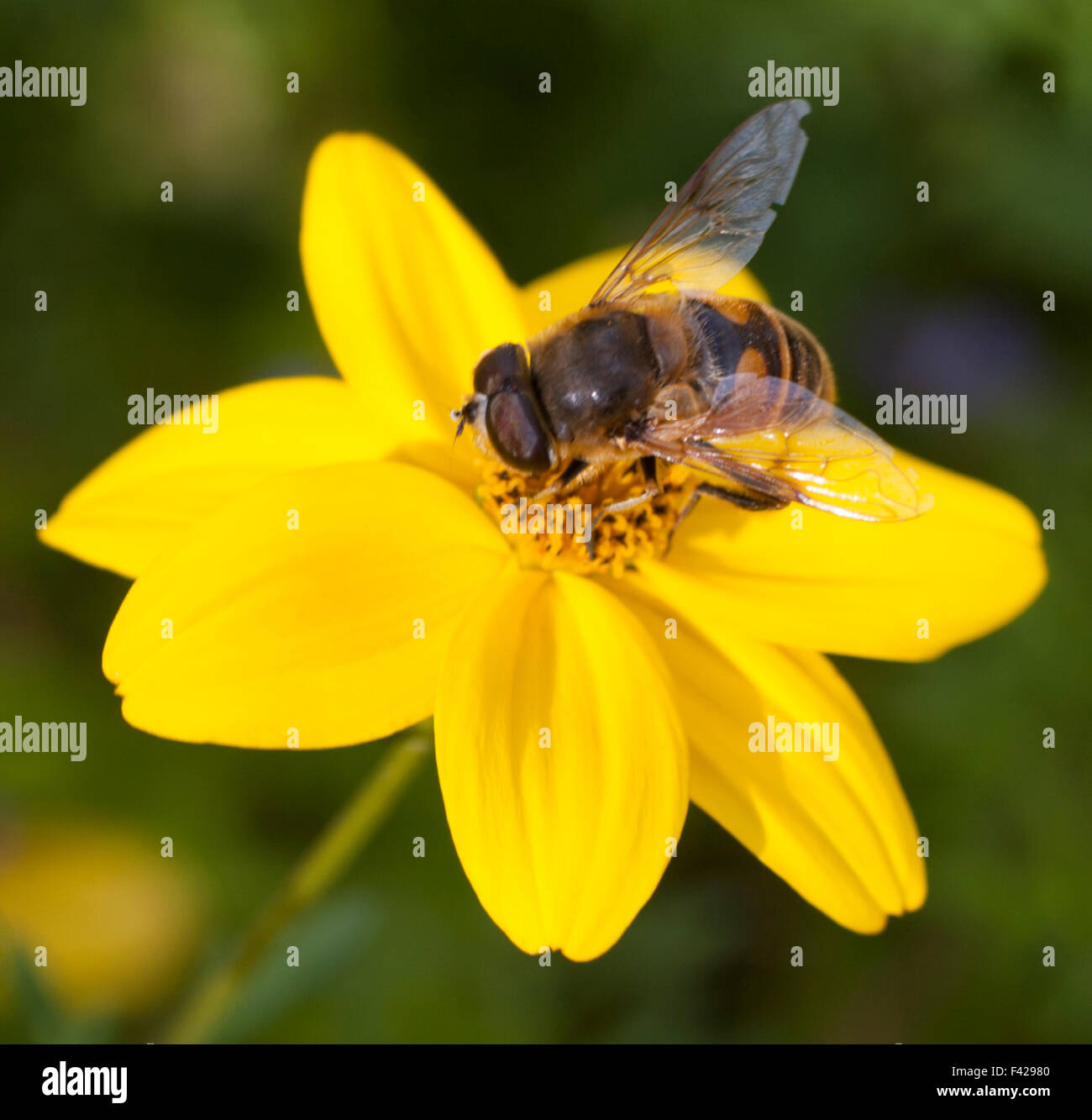 Bee drinking pollen from yellow flower Stock Photo