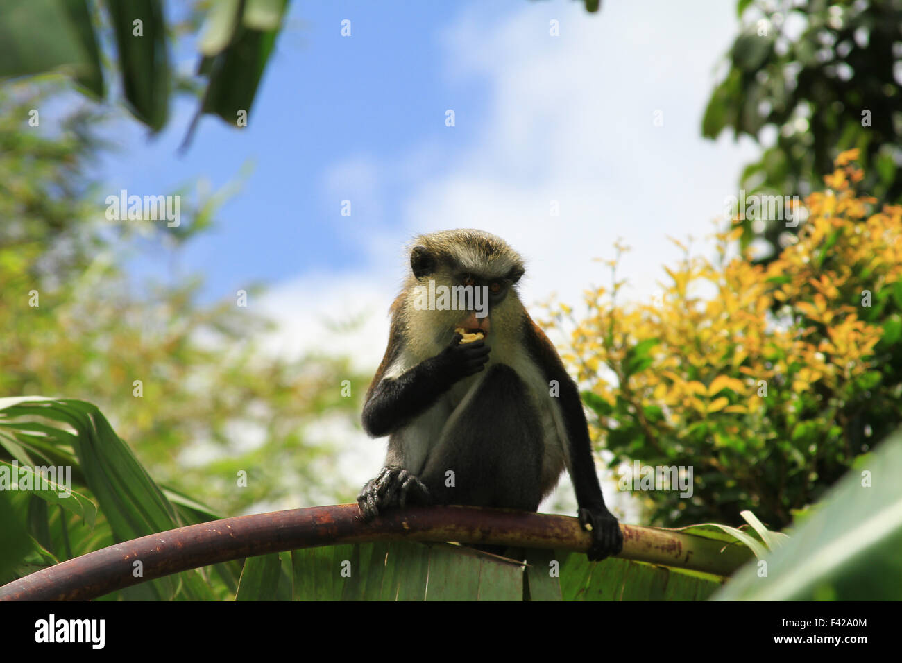 Mona Monkey in the Grand Etang Forest Reserve in Grenada Stock Photo