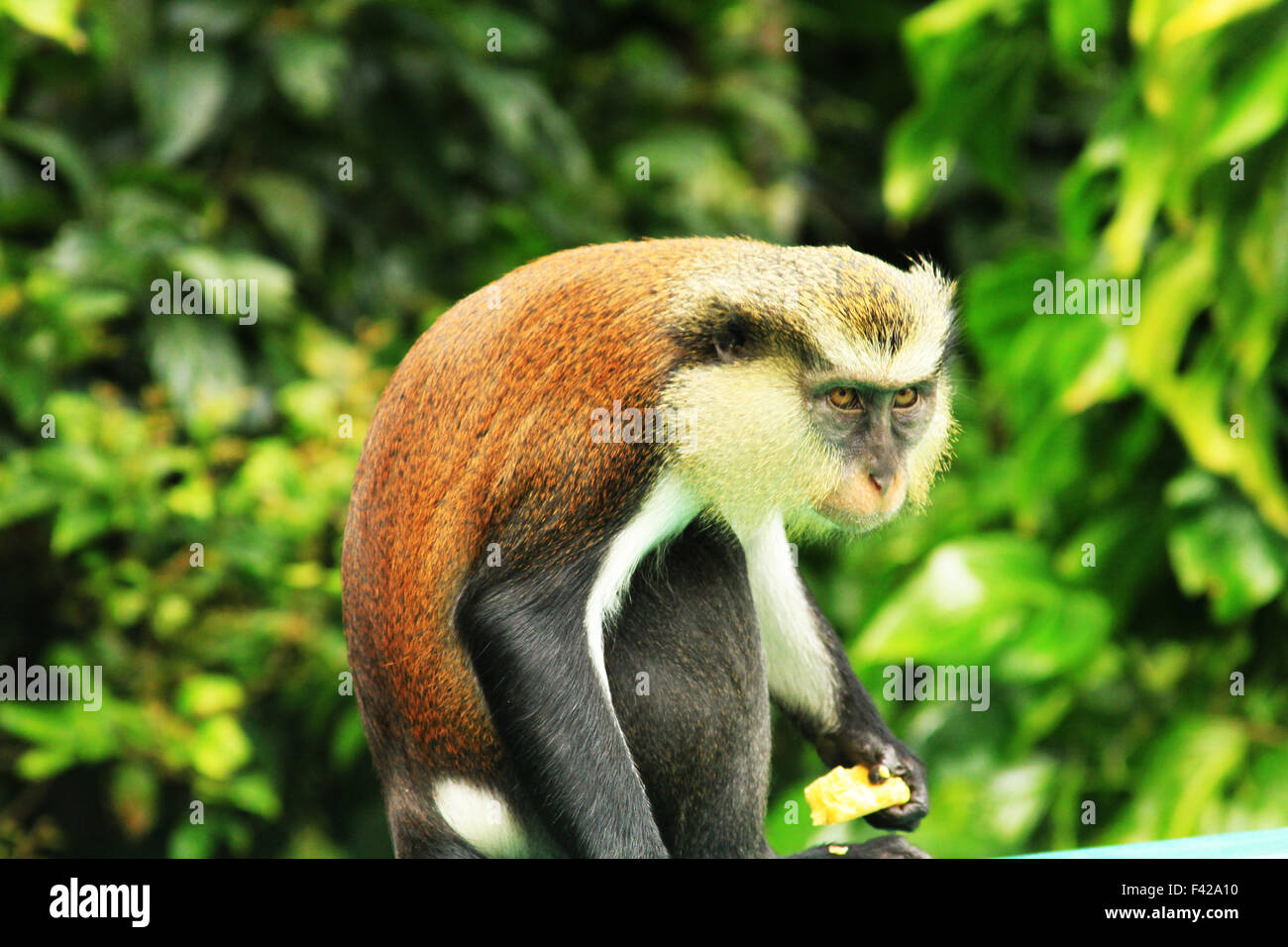 Mona Monkey in the Grand Etang Forest Reserve in Grenada Stock Photo