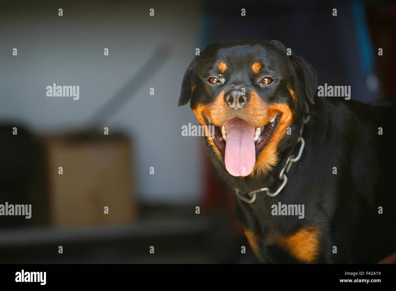 Portrait of nice young rottweiler dog outdoors Stock Photo - Alamy