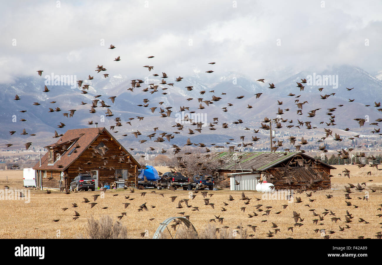 Flock of birds on Cornfield in Utah Stock Photo