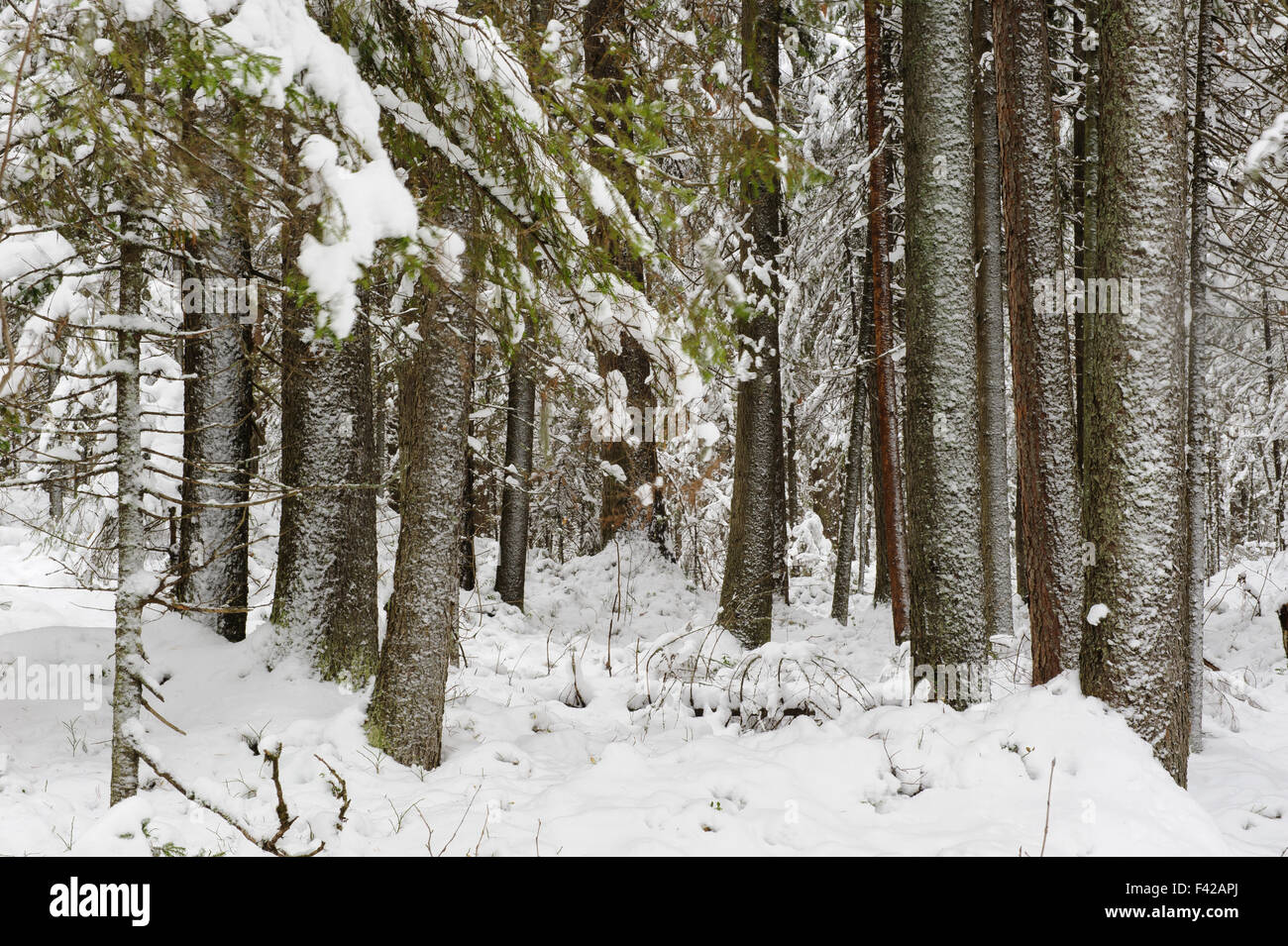 Landscape. Pine-tree forest in beginning of winter Stock Photo - Alamy