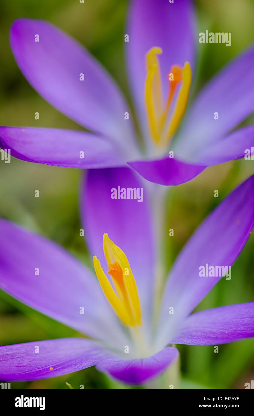 Spring flowers Stock Photo