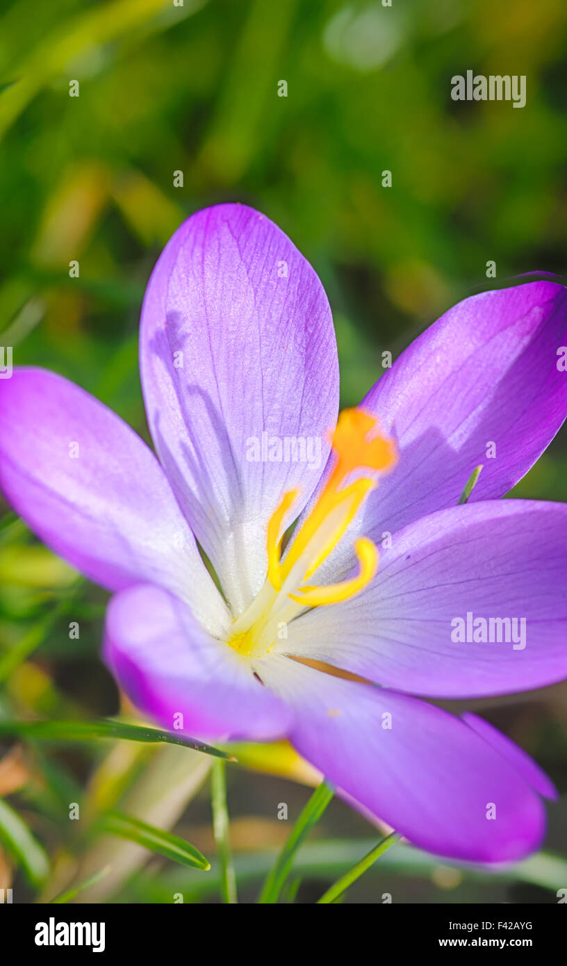 Spring flowers Stock Photo