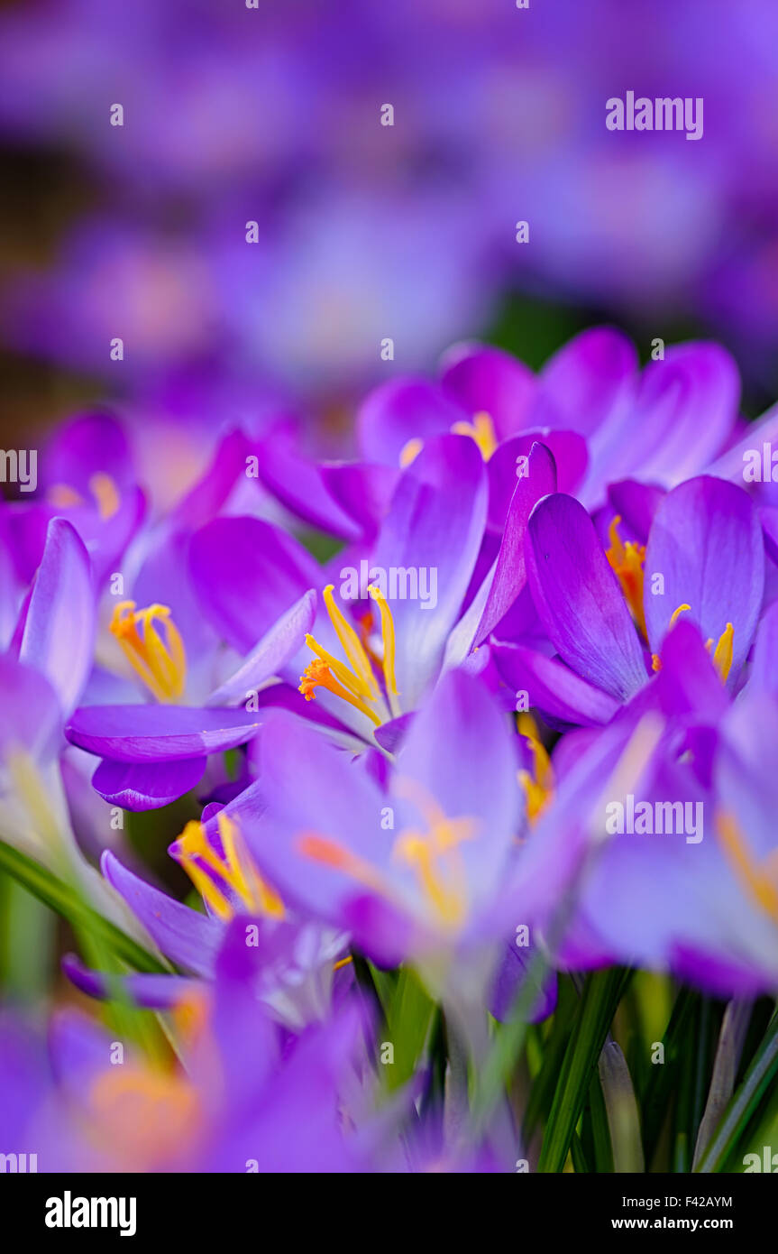 Spring flowers Stock Photo