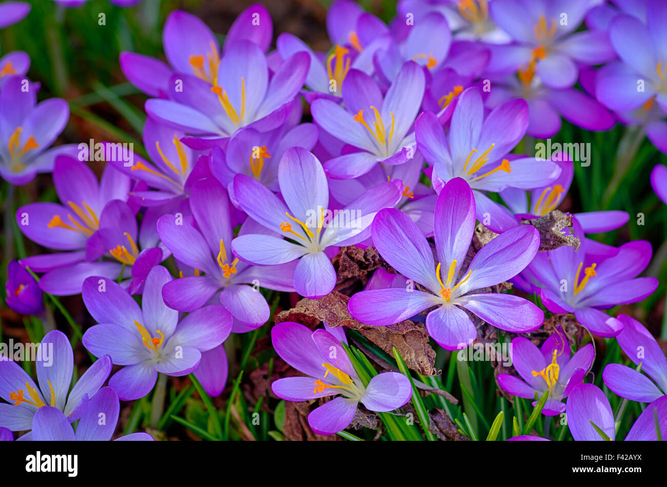 Spring flowers Stock Photo