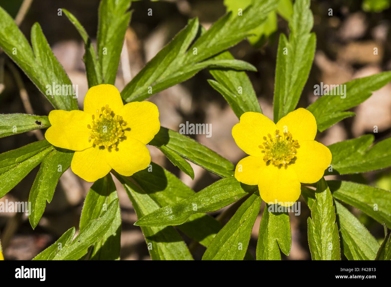 Anemone ranunculoides, Yellow Woodland Anemone Stock Photo - Alamy