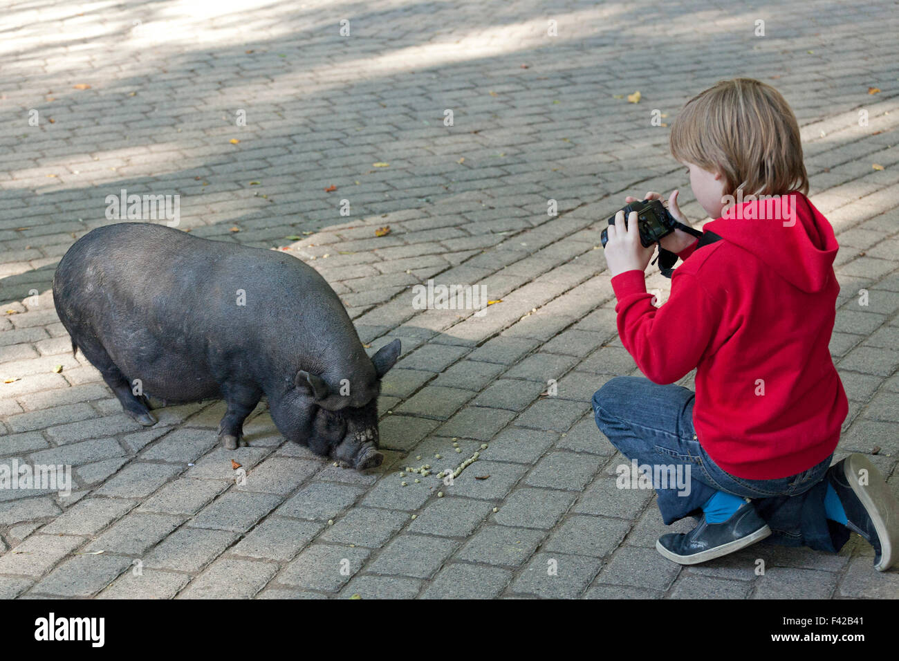 boy taking picture of pot-bellied pig, Wildpark Schwarze Berge (zoo ´Schwarze Berge´), Rosengarten, Lower Saxony, Germany Stock Photo