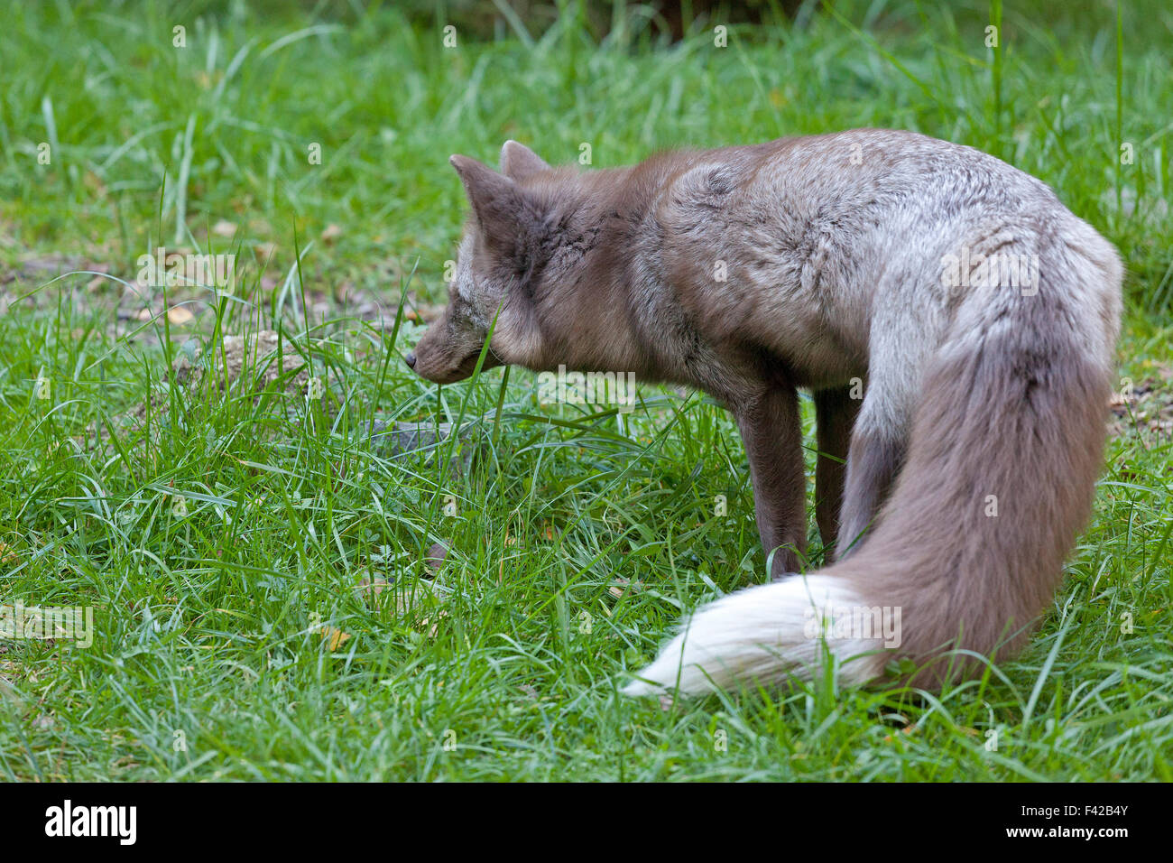 red fox (Vulpes vulpes), Wildpark Schwarze Berge (zoo ´Schwarze Berge´), Rosengarten, Lower Saxony, Germany Stock Photo
