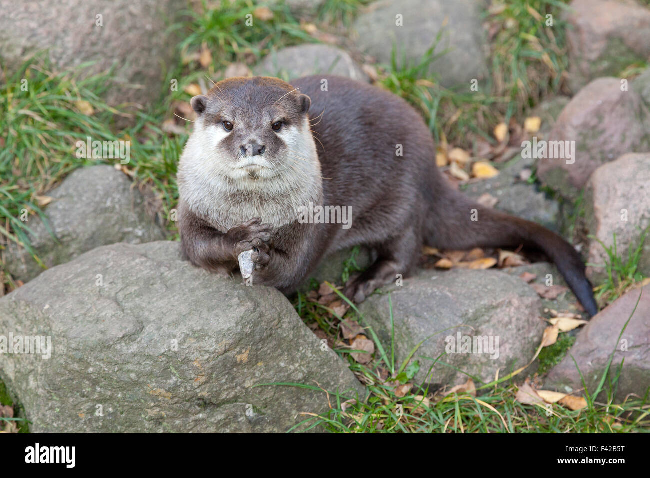 Oriental short-clawed otter (Aonyx cinerea), Wildpark Schwarze Berge