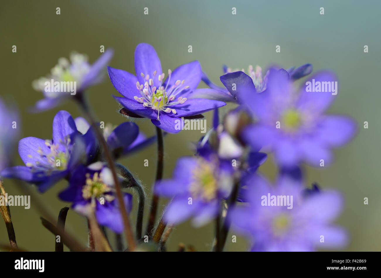 hepatica; flower; blossom; blue; Stock Photo