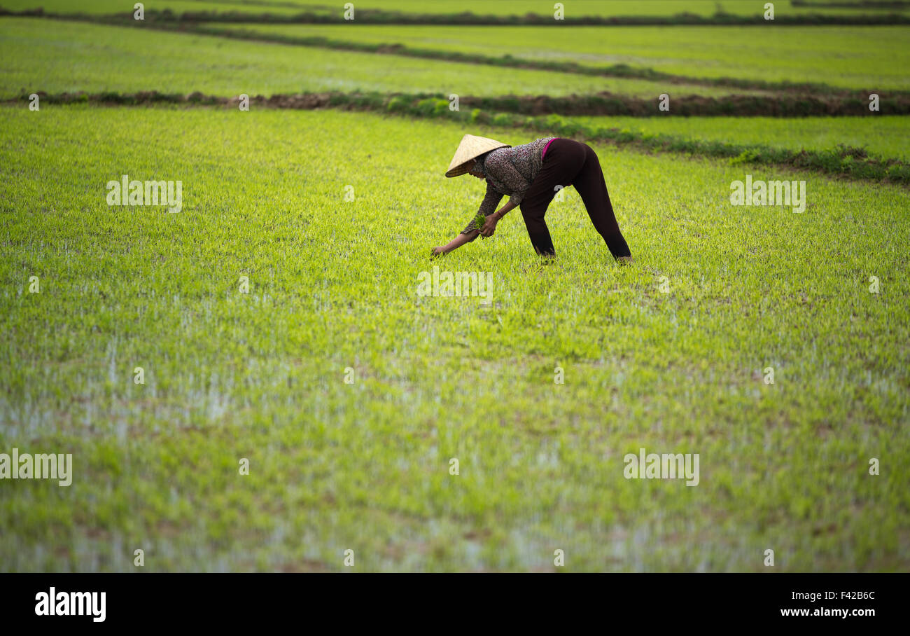 a woman ploughing a rice paddy nr Phong Nha, Quảng Bình Province, Vietnam Stock Photo