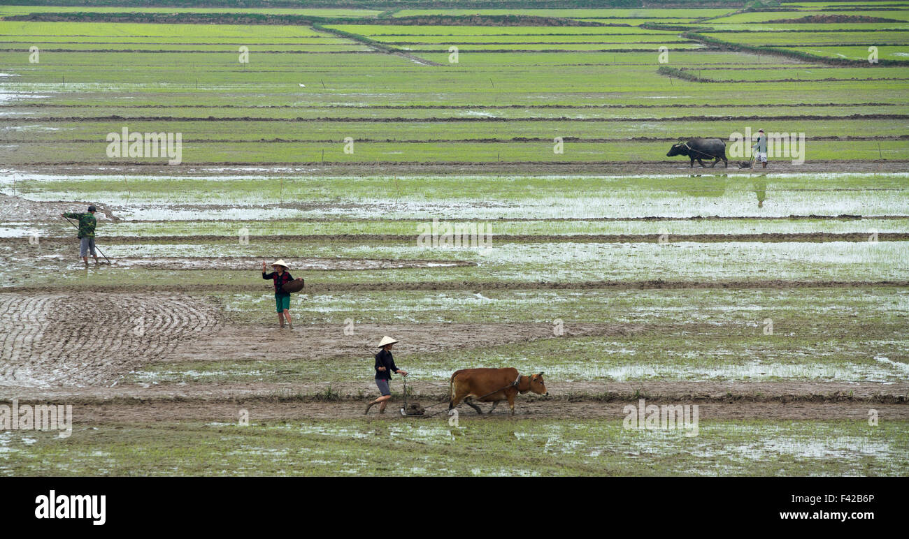 ploughing a rice paddy nr Phong Nha, Quảng Bình Province, Vietnam Stock Photo